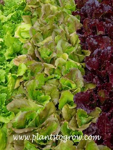 Grandpa Admires Butterhead Lettuce (Lactuca sativa)